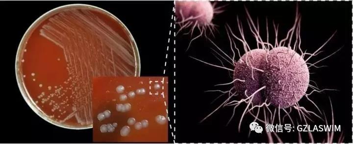 疫情當(dāng)下，泳池場館的運營者們還能輕視消毒嗎？