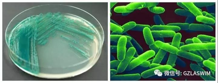 疫情當(dāng)下，泳池場館的運營者們還能輕視消毒嗎？